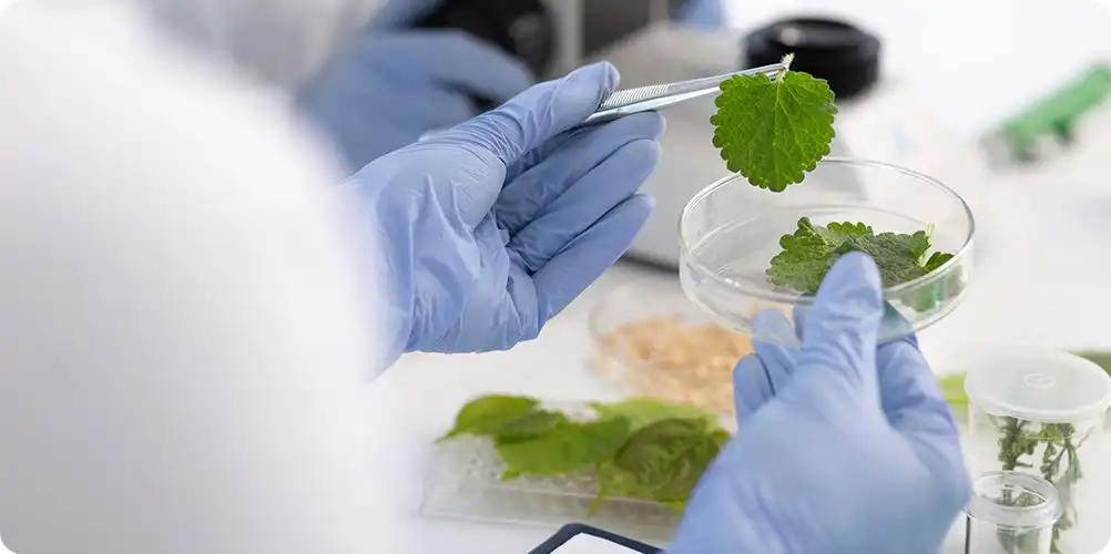 A macro photograph of vibrant plant-based phytochemicals, highlighting the natural colors and structures of these active compounds.