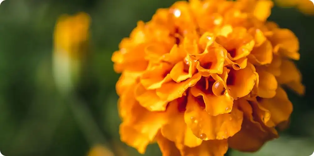 A bright image of yellow and orange marigold flowers, highlighting their use as a source for natural lutein and food color.