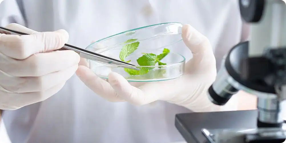 A scientific or conceptual image representing natural antimicrobial protection, such as fresh ingredients forming a barrier against mold or bacteria.