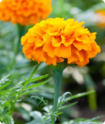 Lutein extracted from marigold flowers for natural coloring.