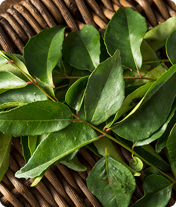 Fresh curry leaves, herb ingredient visual.